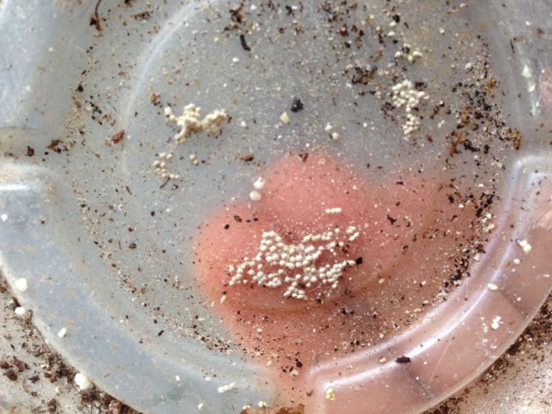 Some of the tiny eggs stuck to the plastic saucer. You can see how small they are against the backdrop of my finger tips.