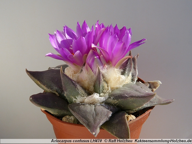 394_Ariocarpus_confusus_LH470.JPG