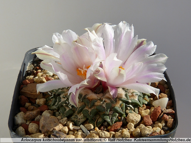 396_Ariocarpus_kotschoubeyanus_var._albiflorus.JPG