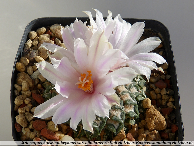 397_Ariocarpus_kotschoubeyanus_var._albiflorus.JPG