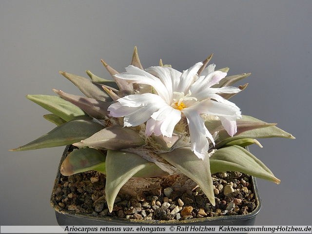 400_Ariocarpus_retusus_var._elongatus.JPG