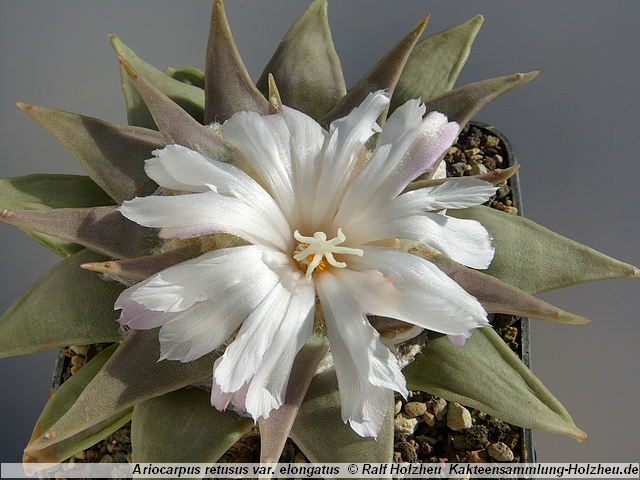 401_Ariocarpus_retusus_var._elongatus.JPG