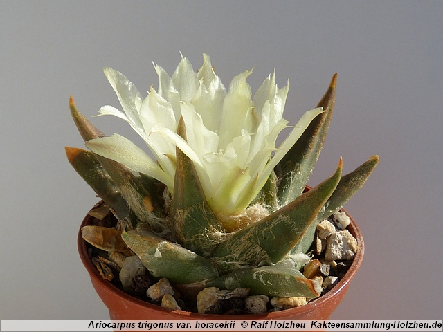 402_Ariocarpus_trigonus_var._horacekii.JPG