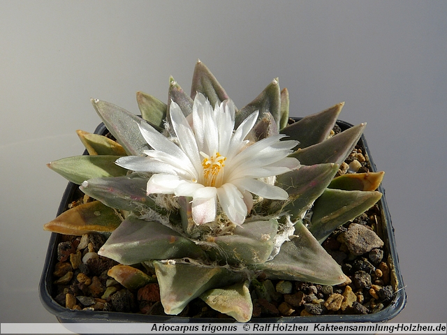 404_Ariocarpus_trigonus.JPG