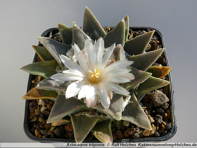 405_Ariocarpus_trigonus.JPG