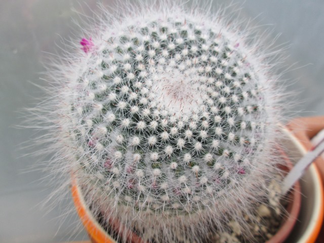 Mammillaria hahniana (2).JPG