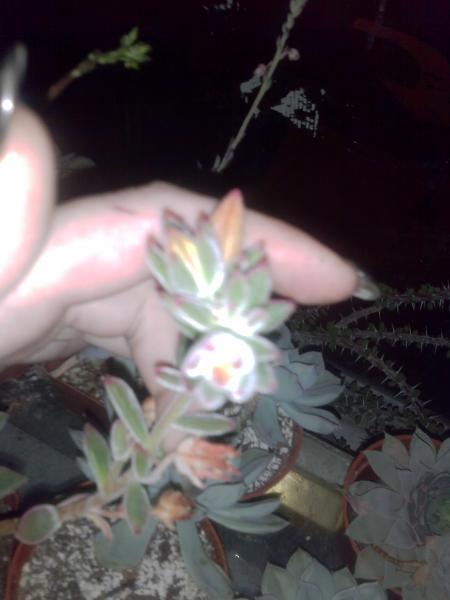 This fuzzy enchiva (?) Is budding again, it has fuzzy orange flowers!