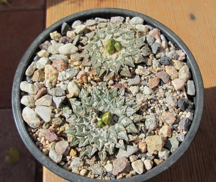 Ariocarpus kotschobeyanus