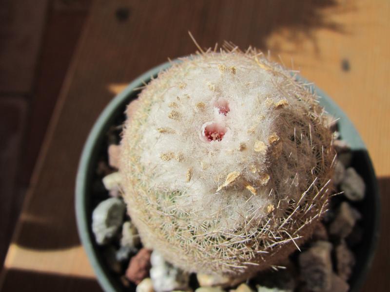 Epithelantha gregii