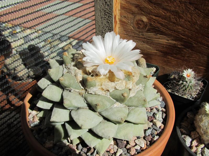 Ariocarpus retutus