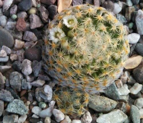 Mammillaria schiedeana (2014-Nov15).jpg