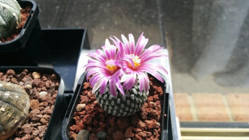 Turbinicarpus pseudopectinatus fma. rubiflorus