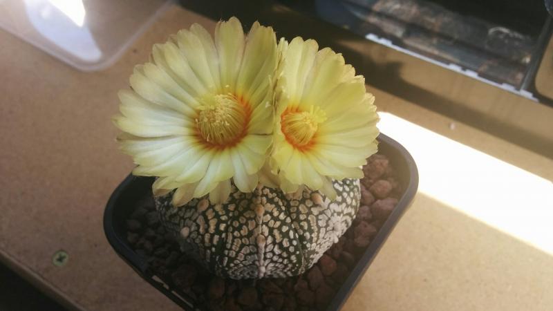 Astrophytum asterias 'SuperKabuto' x coahuilense