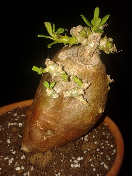 Pachypodium bispinosum