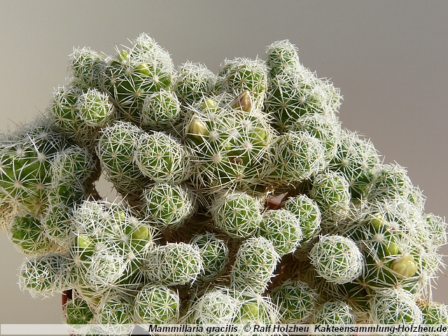 414_Mammillaria_gracilis.JPG