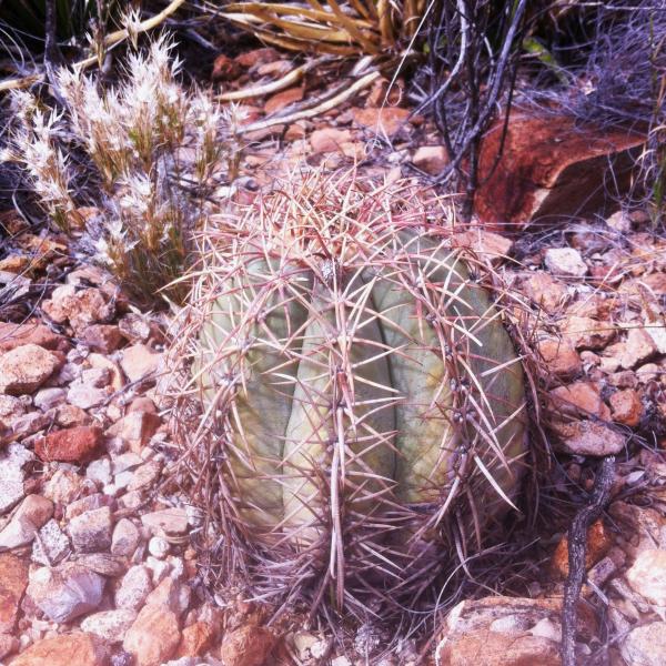 Echinocactus horizonthalonius.JPG