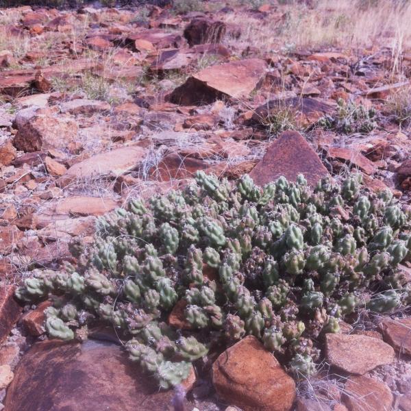 Opuntia schotii3.JPG