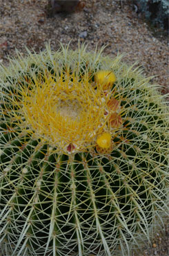 Echinocactus-grusonii-4-12-.jpg