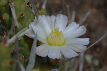 Tephrocactus-articulatus-v.jpg