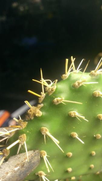 he told me this one opuntia is a compact form that has yellow flowers. its spiny too , he just snipped off some spines to make transporting easy.