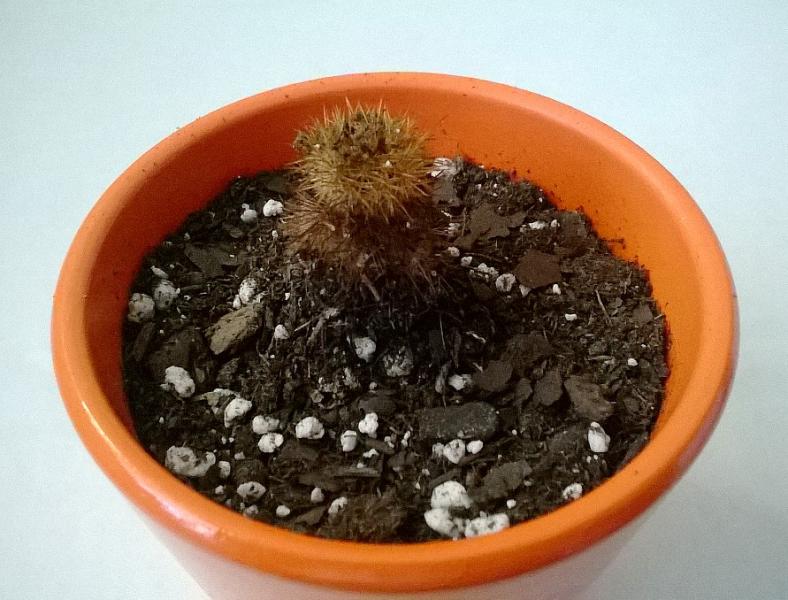 small cactus 2.jpg