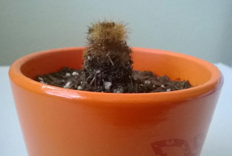 small cactus 3.jpg