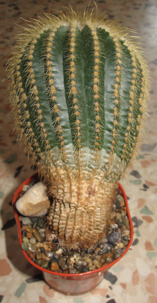 Golden barrel cactus.png