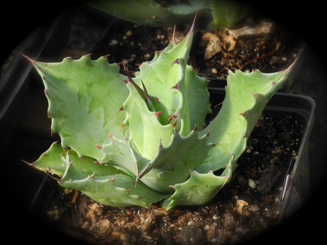 Agave ovatifolia x scabra?