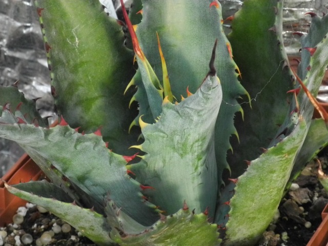 Agave wocomahi