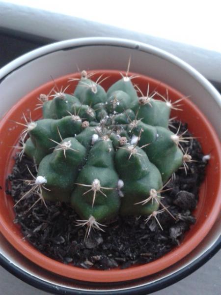 Gymnocalycium.jpg