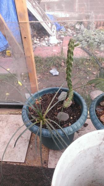 hesperaloe parvifolia and cylindropuntia imbricata