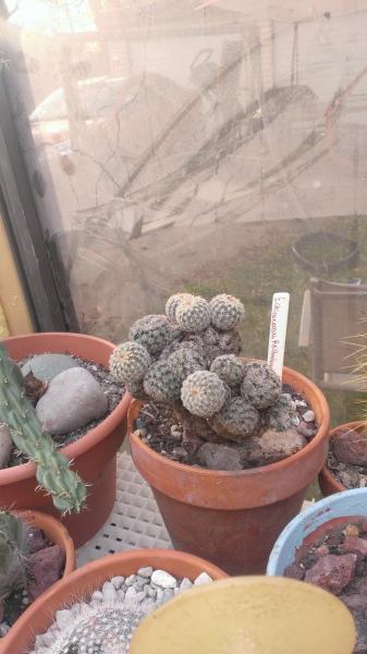 echinocereus reichnbachii v. caespitosous I have some cuttings grown outside ill do the same this spring.