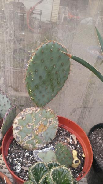 opuntia santa rita