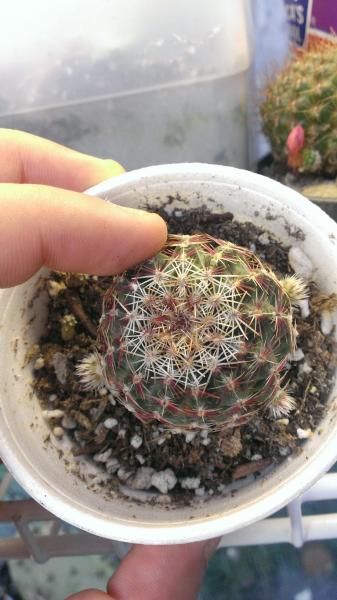 echinocereus viridiflorus