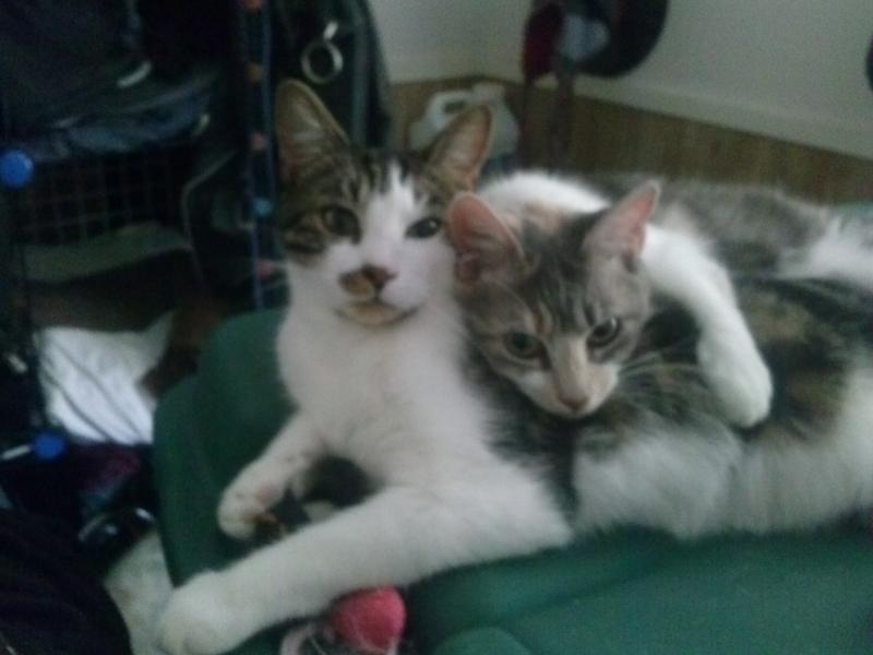 Bebe kitten (the calico) and o'berh aka Bear (tiger and white) mother and Son &lt;3