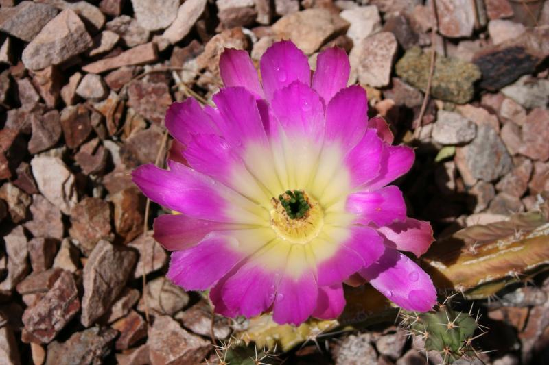 Echinocereus pentalophus (Chandler, AZ)