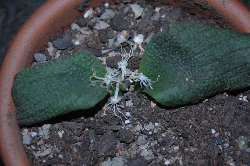 M. pustulata