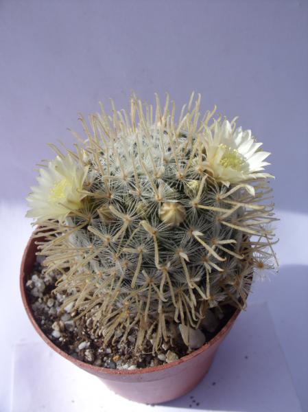 mammillaria duwei 160412.JPG