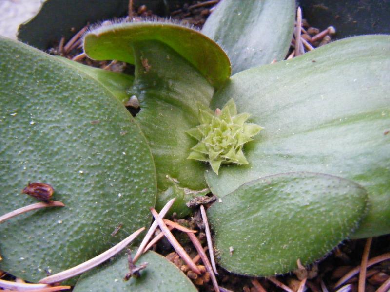 M. echinata seedlings