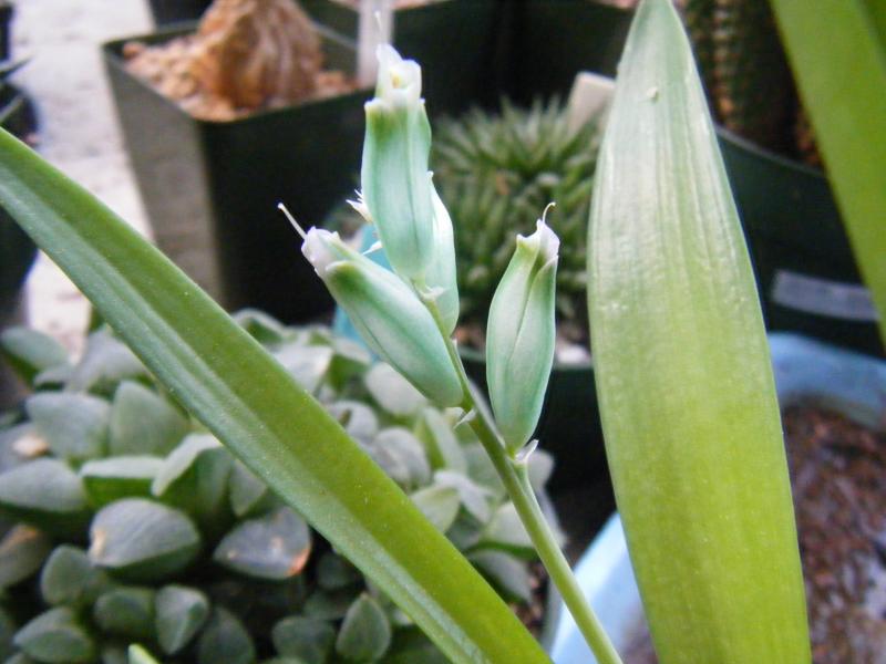 L. viridiflora