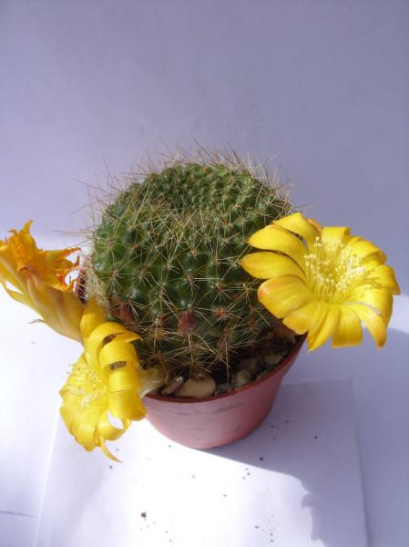 rebutia marsoneri 160412.JPG