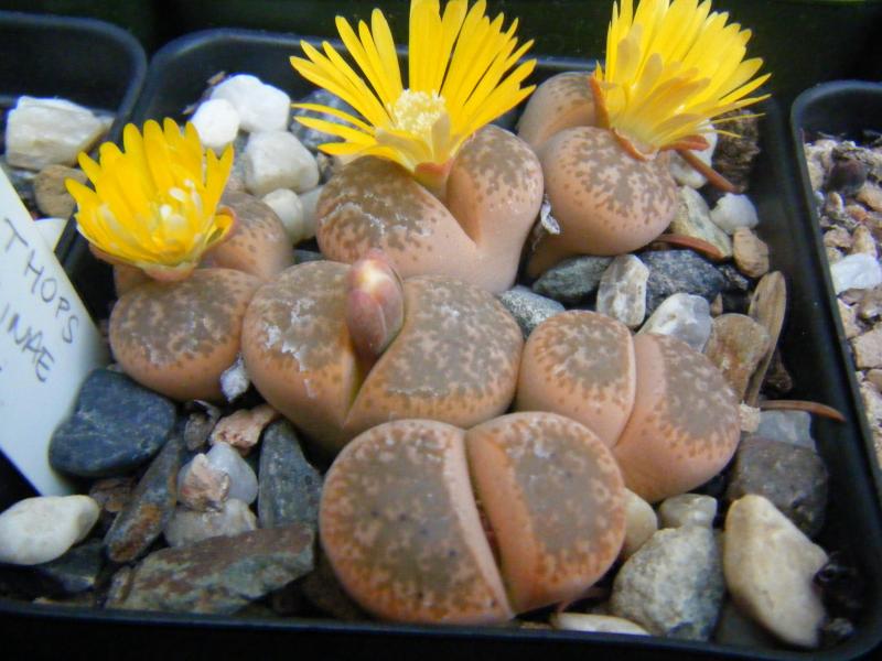 L. gesinae