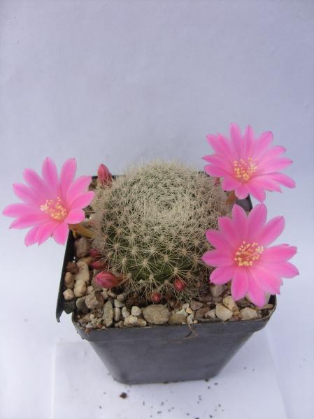 rebutia minuscula var. senilis DH398 160412.JPG