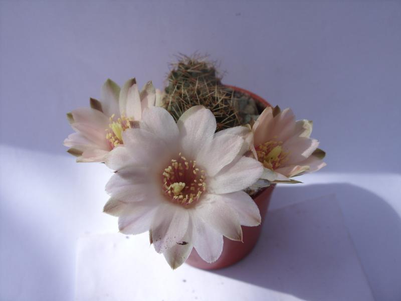 rebutia pygmaea ssp. haagei var. eos RH362 160412.JPG