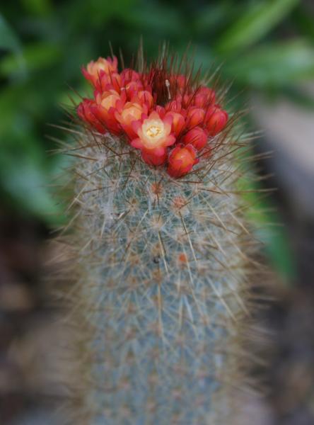 Micranthocereus densiflorus 1 (2015-Jan10).JPG