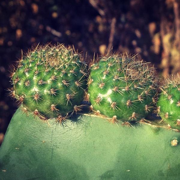 Rebutia miniscula