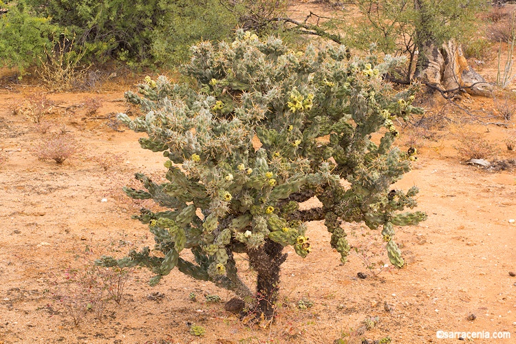 Cylindropuntia cholla