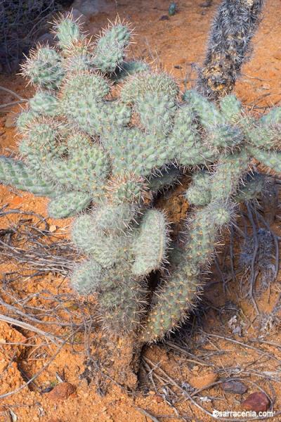 Cylindropuntia ganderi var. catavinensis (crestate)