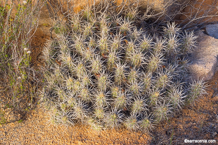 Echinocereus maritimus var. maritimus