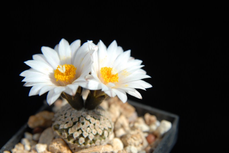 Turbinicarpus valdezianus v. albiflorus 2011 April09-7-2.jpg